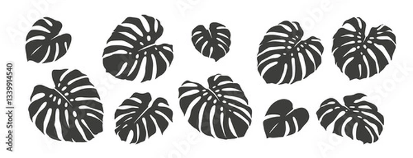 Obraz Set of monstera leaves. Tropical plant. Silhouettes isolated on a white background. Monochrome elements. Black and white design. Vector illustration.