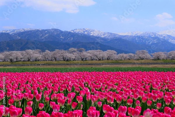 Fototapeta 春満開のあさひ舟川 舟川べり桜並木