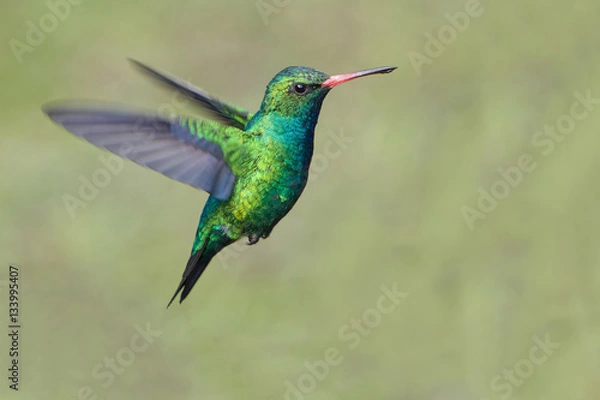 Obraz Glittering-bellied Emerald (Chlorostilbon lucidus) in a flight