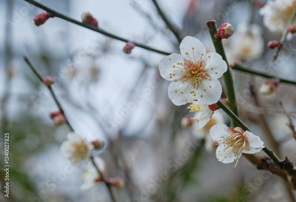 Obraz 街中に咲く可愛い梅の花