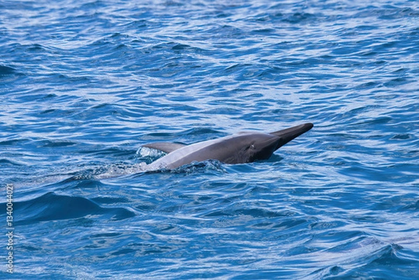 Fototapeta Playful spinner dolphins interacting with boaters on maui.