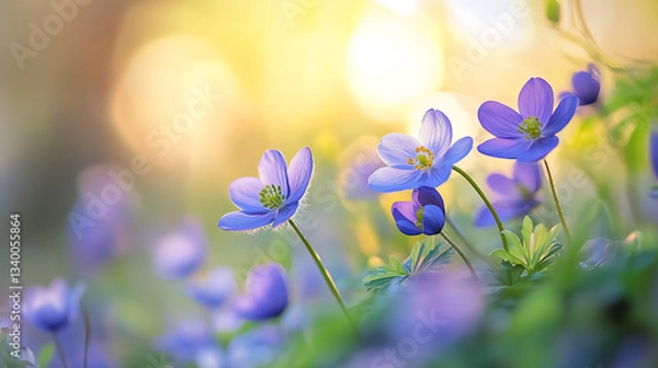 Obraz Here is description and keyword list based image and instructions you provided Sunlit spring anemone and bluebell meadow evokes happy, serene feeling nature with blurred background, beautiful