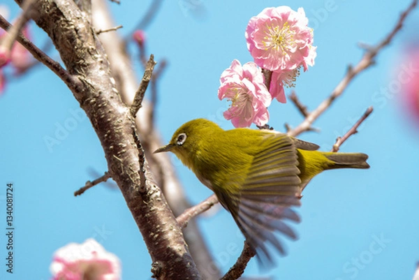Fototapeta 梅林のメジロ