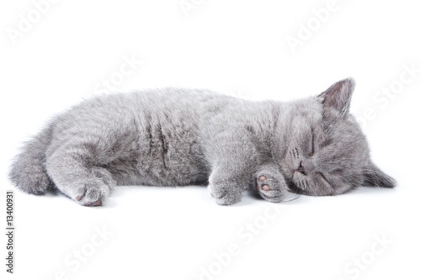Fototapeta British kitten on white background