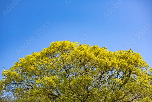 Obraz 春の若葉と青い空