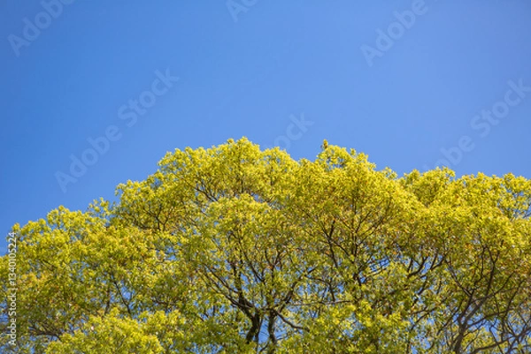 Obraz 春の若葉と青い空