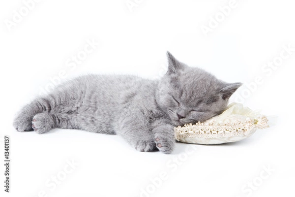 Obraz Kot brytyjski na białym tle