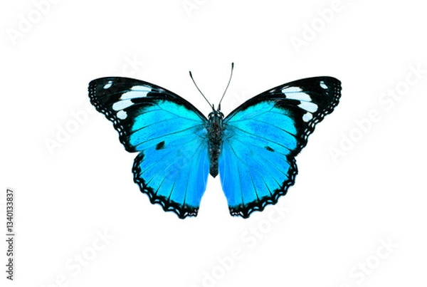 Fototapeta Beautiful blue butterfly flying isolated on white background. for graphics or advertising design.