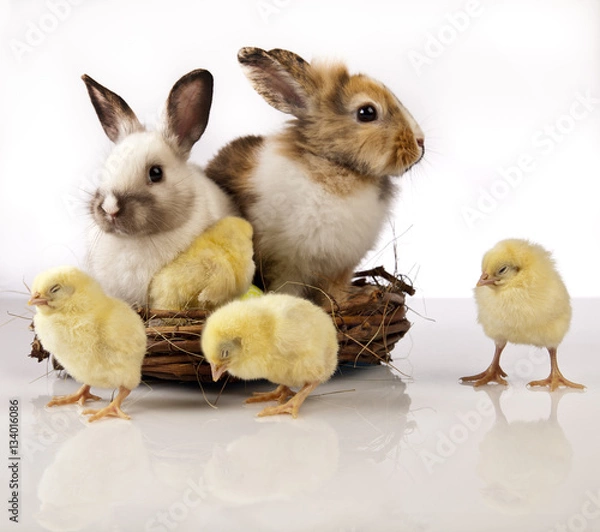 Obraz Easter chicken and rabbit
