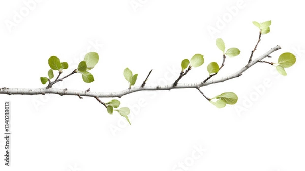 Fototapeta Horizontal branch with light green spring leaves growing on transparent background