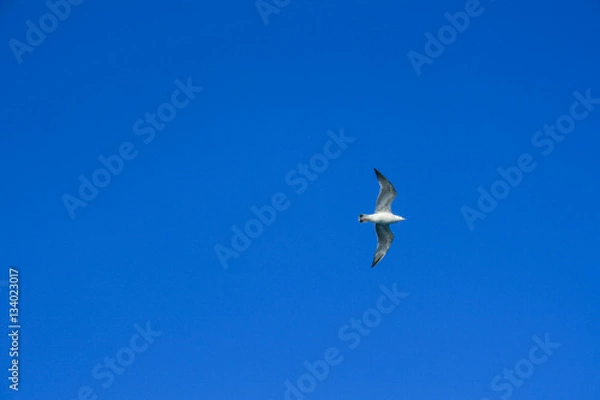 Fototapeta Flying Seagull on Sky