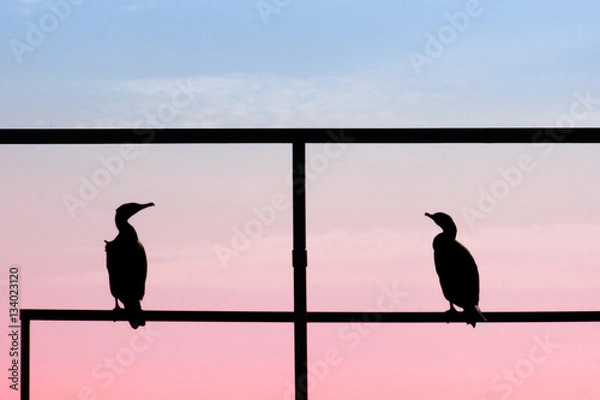 Fototapeta Two Bird with Sunset