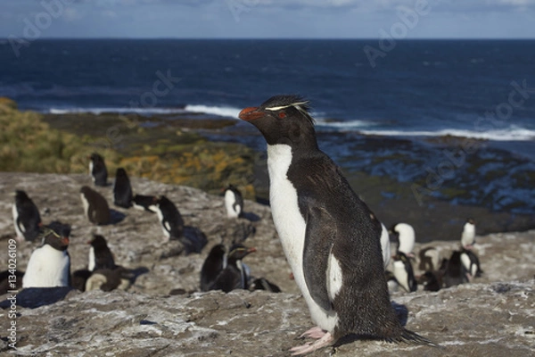 Fototapeta Rockhopper Penguins (Eudyptes chrysocome) on the cliffs of Bleaker Island in the Falkland Islands