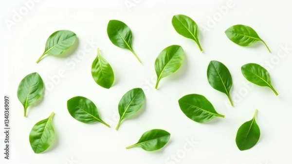 Fototapeta Fresh Green Basil Leaves On White