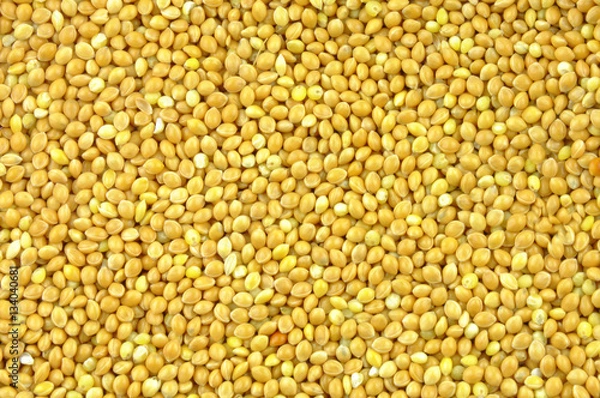 Obraz Millet background