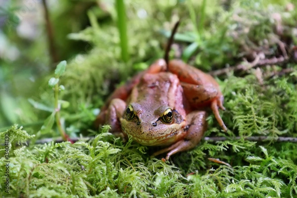 Fototapeta Red Legged Frog