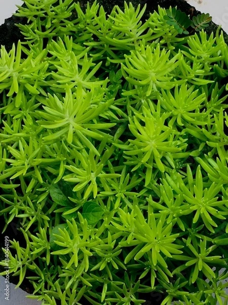 Obraz green leaves background