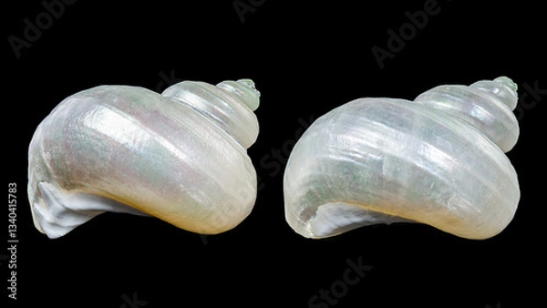 Obraz Beautiful Spiral Seashell with Pearly Interior