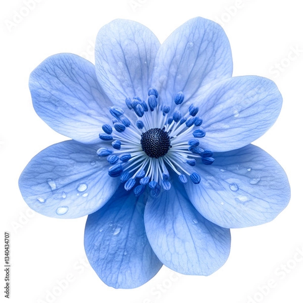 Obraz Blue flower isolated on a transparent background