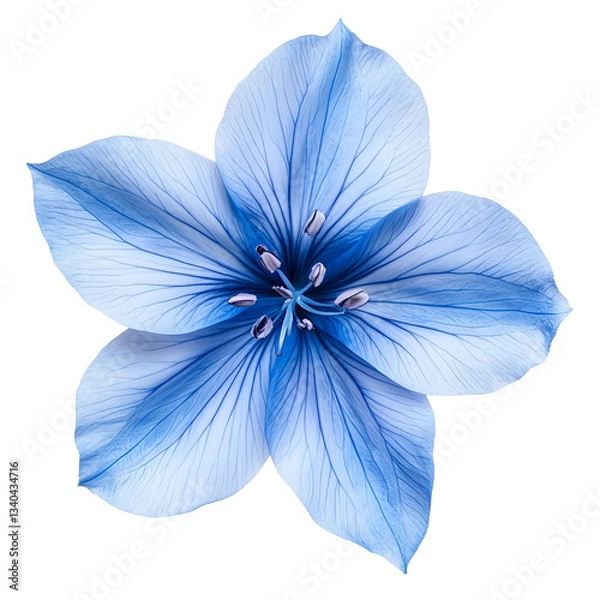 Obraz Blue flower isolated on a transparent background