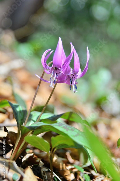 Obraz カタクリの花