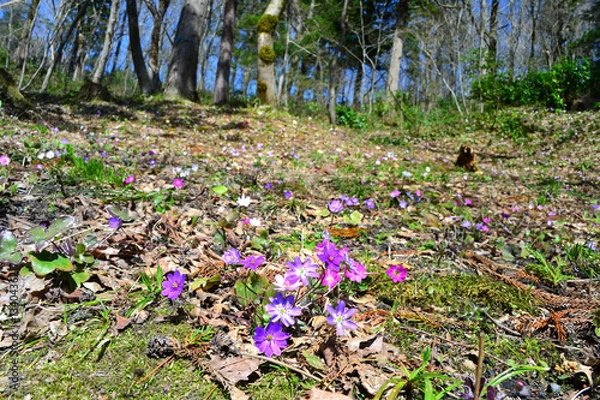 Obraz 長岡雪国植物園の雪割草群生地