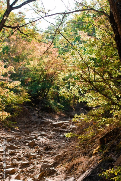 Obraz autumn in the forest