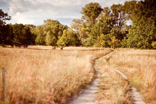 Obraz summer landscape with trees