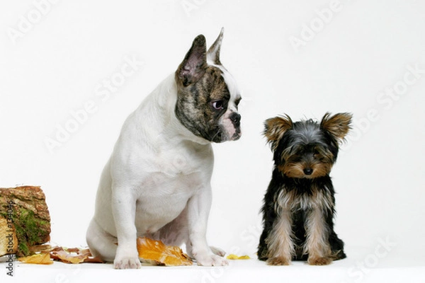 Obraz buldog i yorki