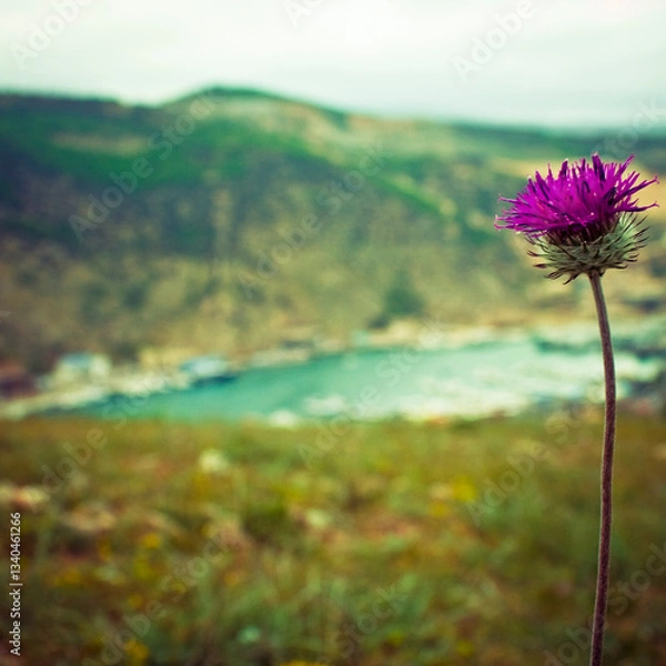 Obraz flowers in the mountains
