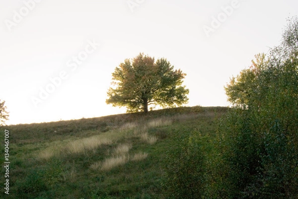 Obraz tree in the field