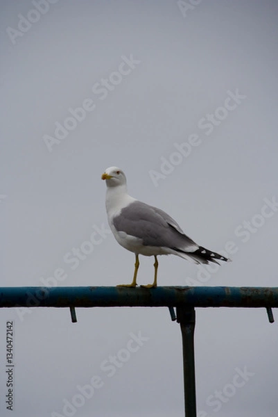 Obraz seagull on the beach