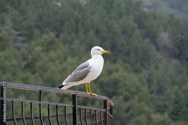 Obraz seagull on a post