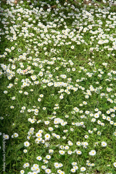 Obraz green grass and daisies