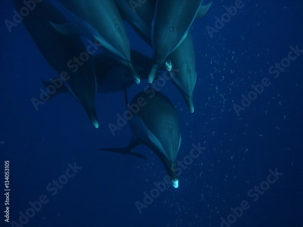 Fototapeta Dolphin encounter