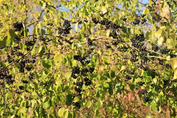 Fototapeta Lots of black elderberries on the branches illuminated by the morning autumn sun