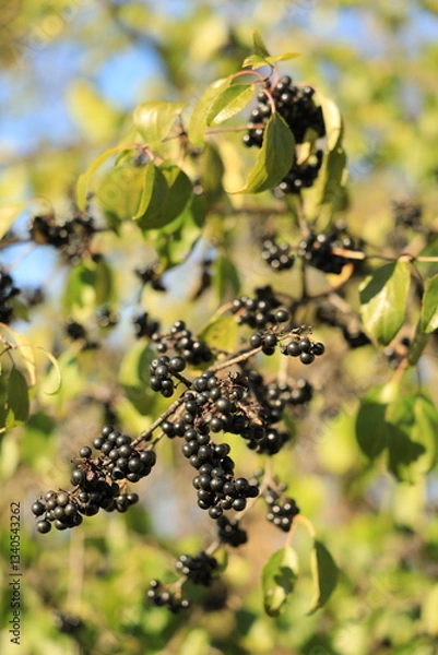 Fototapeta Vertical shot of a branch with ripe and shiny elderberries closeup