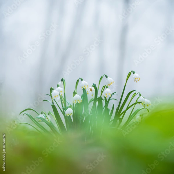 Fototapeta Spring Snowflakes in foggy forest, decorated by cobwebs and dewdrops, selective focus