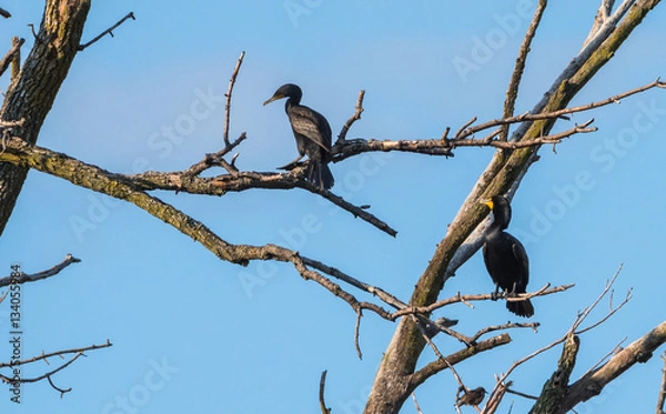 Fototapeta A pair of large black double-crested cormorant (Phalacrocorax auritus), waterbirds sporting orange tipped hooked bills, these cormorants can be found in eastern Ontario in early springtime and summer.