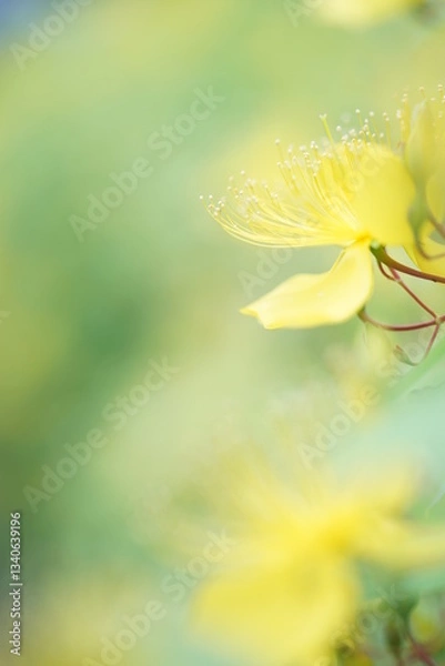 Obraz ビヨウヤナギのアップ1