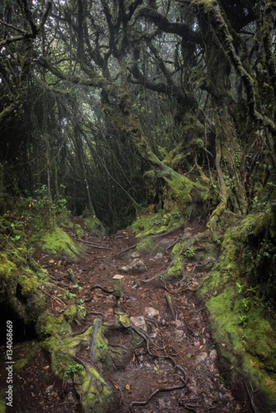 Fototapeta Dark mossy forest