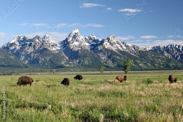 Fototapeta Buffalo in the Tetons