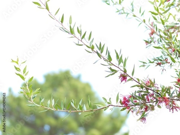 Obraz 北欧の植物