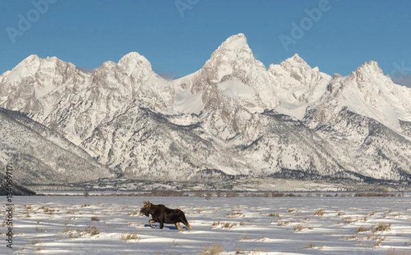 Fototapeta Moose and Tetons