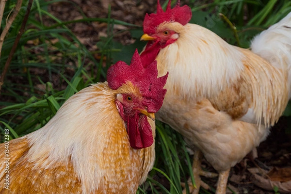 Fototapeta にわとり