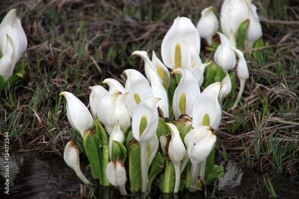 Fototapeta 水芭蕉