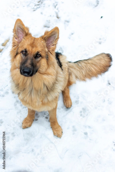 Fototapeta German Shepherd Dog in the Snow