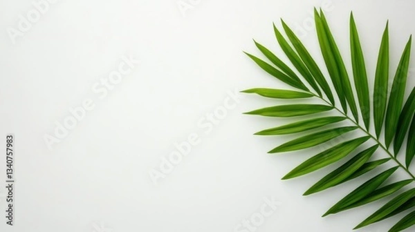 Fototapeta Serene Green Palm Leaf on White Background: Minimalist Nature Photography
