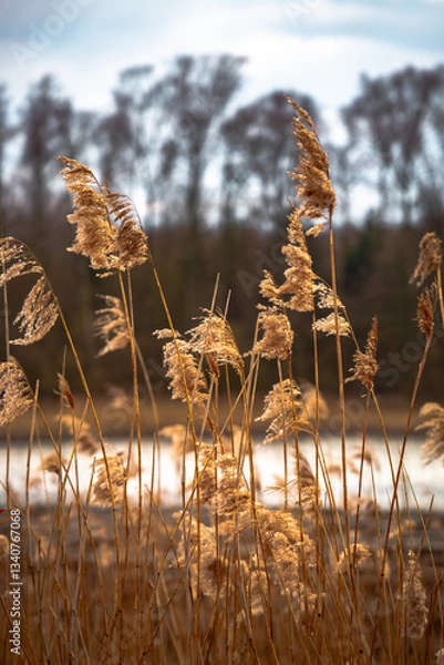 Obraz Golden reeds