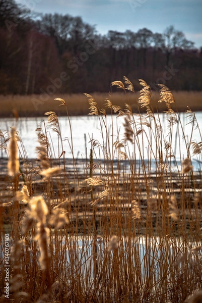 Obraz Reeds near the lake